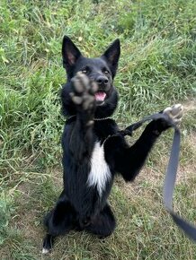 Border collie x vlčiak