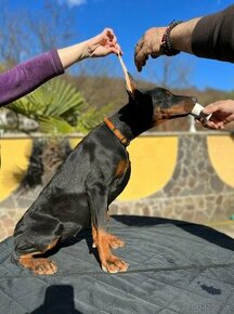 DOBERMAN FENKA S FCI P.P