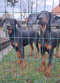 Šťeniatka Doberman