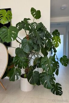 Monstera na predaj