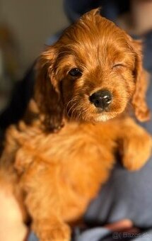 Cavapoo, cavalier x pudel