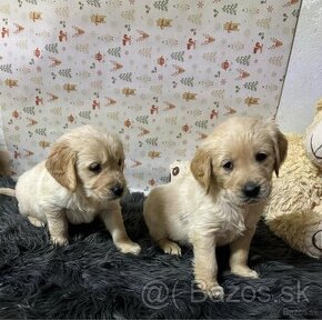 Zlatý retriever/ Golden retriever