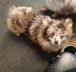 Roztomilé pomeranianské šteniatka na adopciu