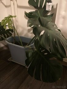 Monstera deliciosa