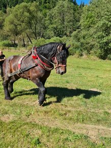 Predam tanzeho zrebca peja - 1