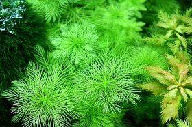 Akvarijni rostlina Myriophyllum matogrossense - nedostupna