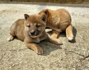 shiba inu - 1