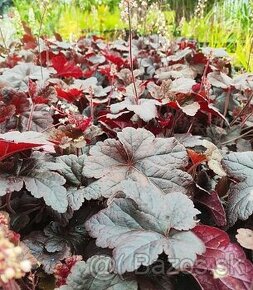 Heuchera bordovo-zelená