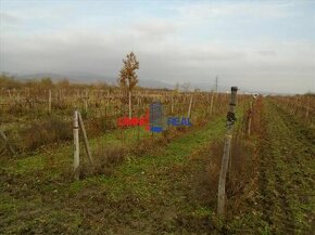 Dobre obrábaný vinohrad Vinosady na Výsady - 19,4 árov