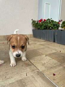 Jack russel terier