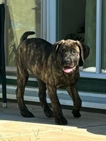 Presa canario