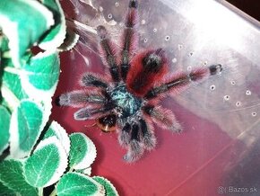 Caribena/Avicularia versicolor, tarantula, pavúk