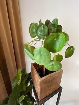 Pilea