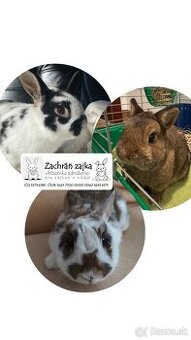 Zajac, Králik - OZ Zachráň zajka