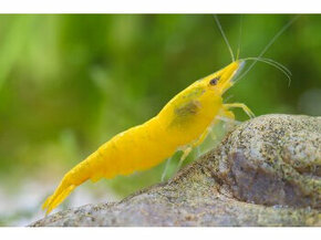 krevety Yellow neon stripe - Neocaridina davidi