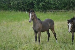 Welsh pony sekce B - 1