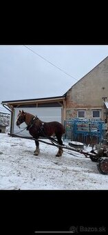 Predám ťažného Valacha