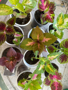 koleus, coleus, okrasná kopriva - 1