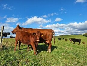 Aberdeen angus