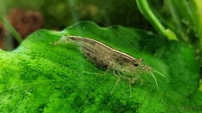 Krevetky Caridina Multidentata (Amano, Japonica) - 1