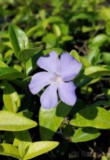 Vinca minor /zimozelen - 1