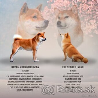 PP FCI šteniatka Shiba Inu s papierami