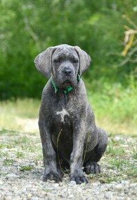 Cane corso p s PP / FCI/ - 1