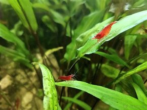 Krevety - neocaridina davidi