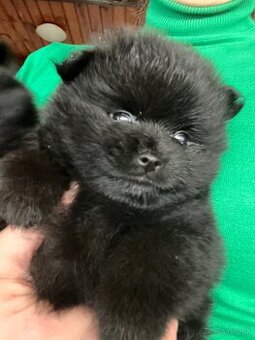 Krasny pomeranian mini