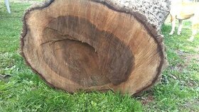 Orech orechové drevo