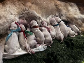 Zlatý retriever šteniatka s rodokmeňom