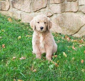 Labradoodle