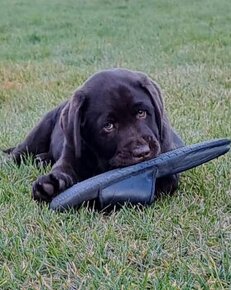 Labrador šteniatka čokoládové s rodokmeňom