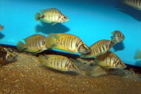 Altolamprologus cichlidy