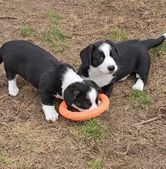 Prodám dvě fenky Welsh Corgi Cardigan, štěňata s PP - 1