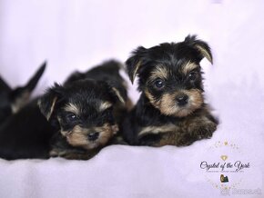 YORKSHIRE TERRIER s PP rodokmenom FCI