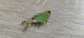 Listovka ( Phyllium giganteum)