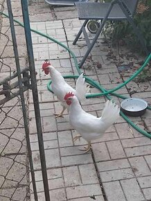 Predam Kohutov Leghorn a Cream Legbar