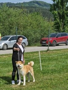 Akita inu - šteniatka s PP - plánovaný vrh na jeseň