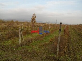 Dobre obrábaný vinohrad Vinosady na Výsady - 19,4 árov