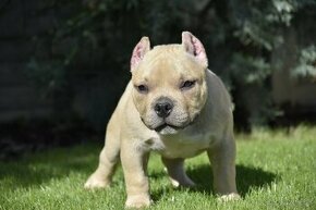 American bully s PP pocket