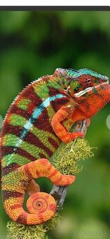 Chameleon najfarebnejši druh