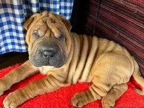 Šarpej Shar-pei Sharpei