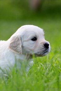 Zlatý retriever/ Golden retriever