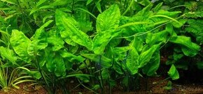 Cryptocoryne