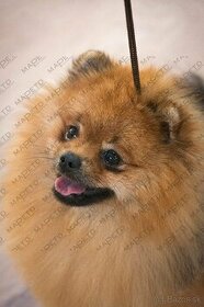 Pomeranian krytie