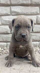 Cane corso šteniatka modré