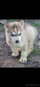 Sibirsky husky