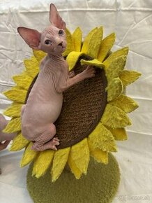 Don Sphynx