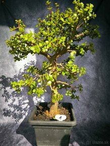 Bonsai sukulent Portulacaria afra